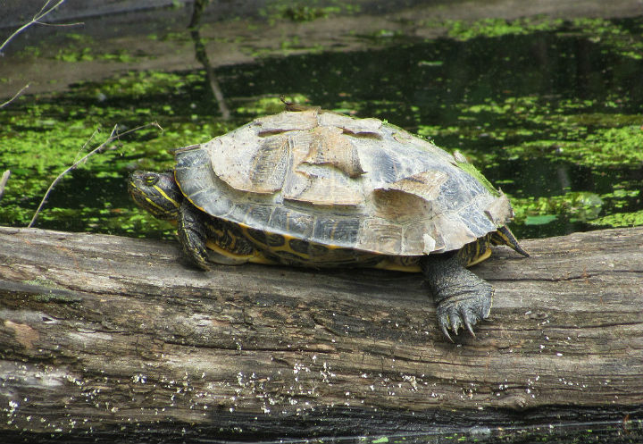 Slider Turtle